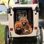 cavalier king charles spaniel puppy puppies for sale michigan breeder radle petoskey AKC